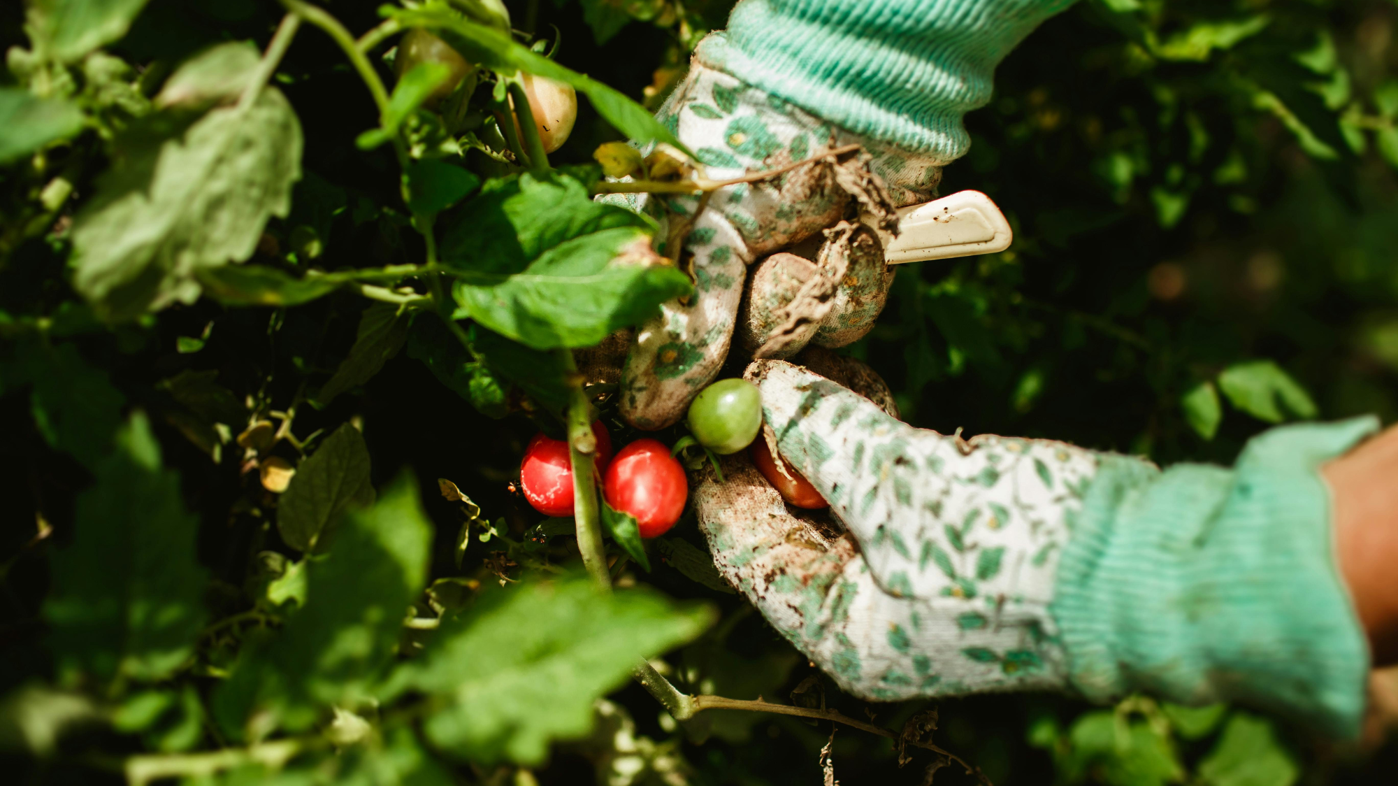 LBS Generic Tomatoes Picking LBS Generic Tomatoes Picking